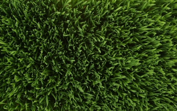 Nulla aliquet libero